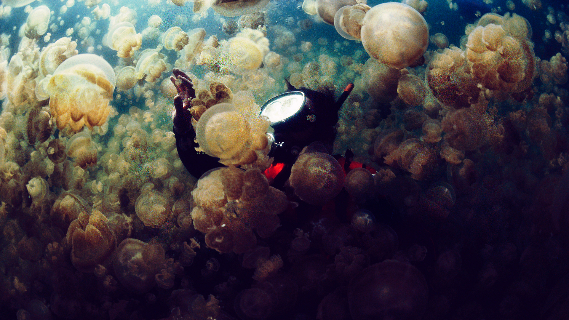 jellyfish, Underwater, Ocean, Sea, Bokeh, Jelly,  9 Wallpaper