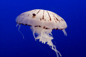 jellyfish, Underwater, Ocean, Sea, Bokeh, Jelly,  12