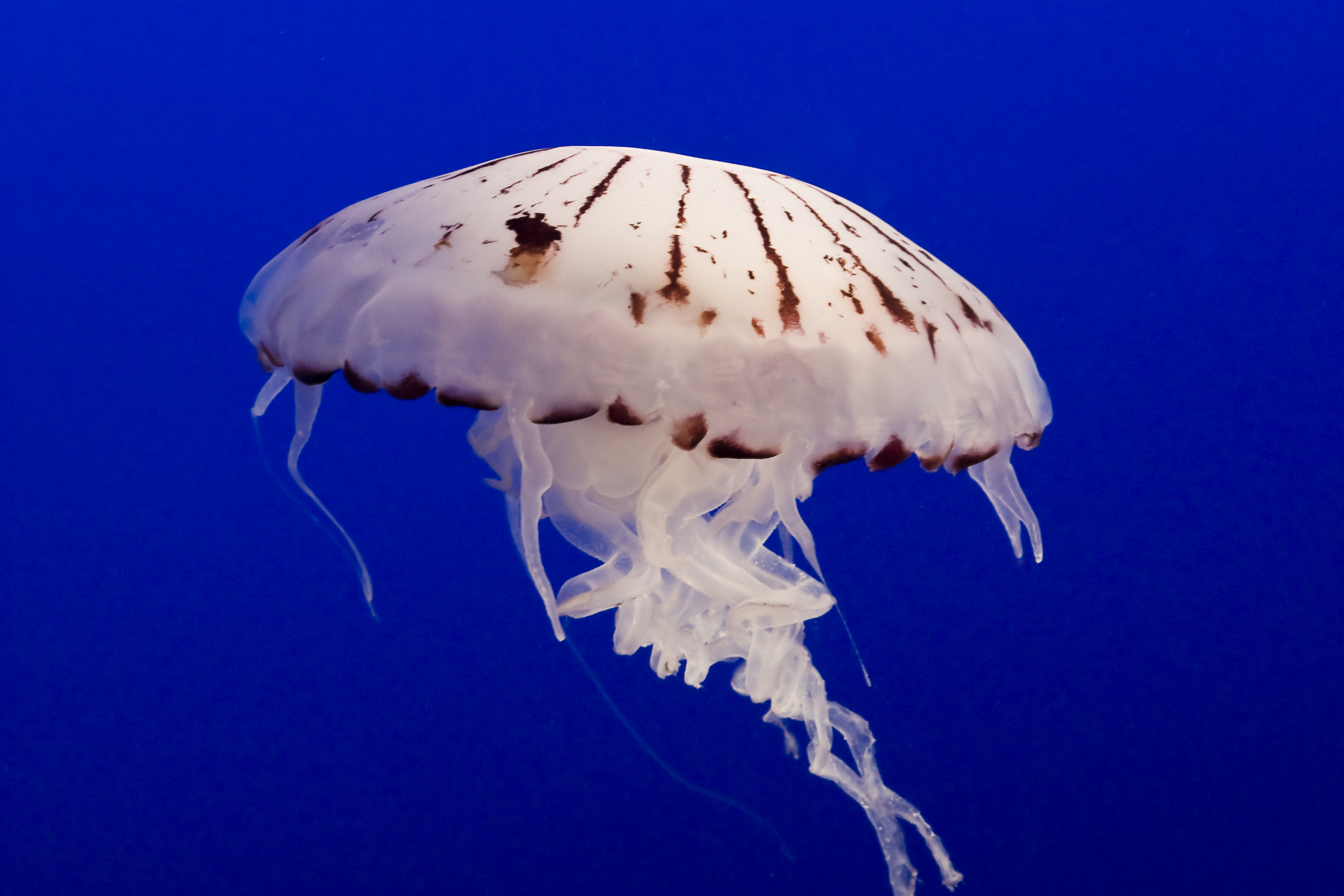 jellyfish, Underwater, Ocean, Sea, Bokeh, Jelly,  12 Wallpaper