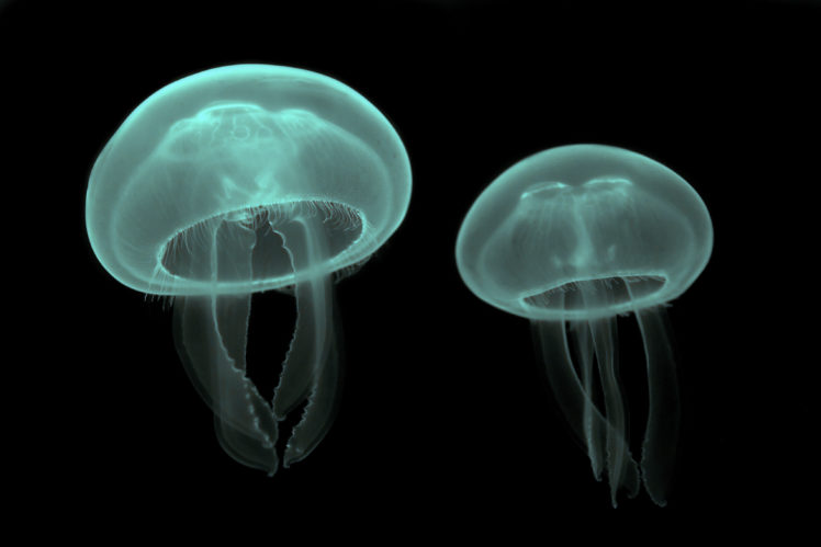 jellyfish, Underwater, Ocean, Sea, Bokeh, Jelly,  13 HD Wallpaper Desktop Background