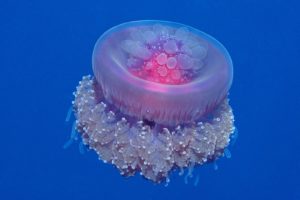 jellyfish, Underwater, Ocean, Sea, Bokeh, Jelly,  14