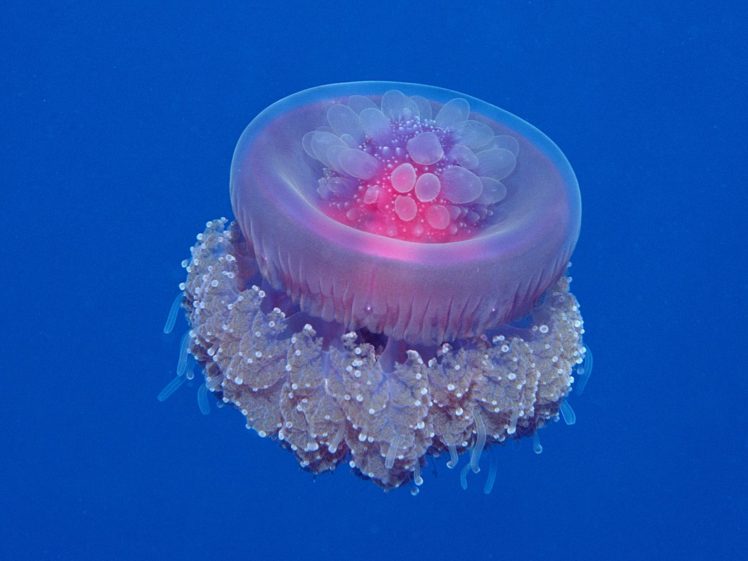 jellyfish, Underwater, Ocean, Sea, Bokeh, Jelly,  14 HD Wallpaper Desktop Background