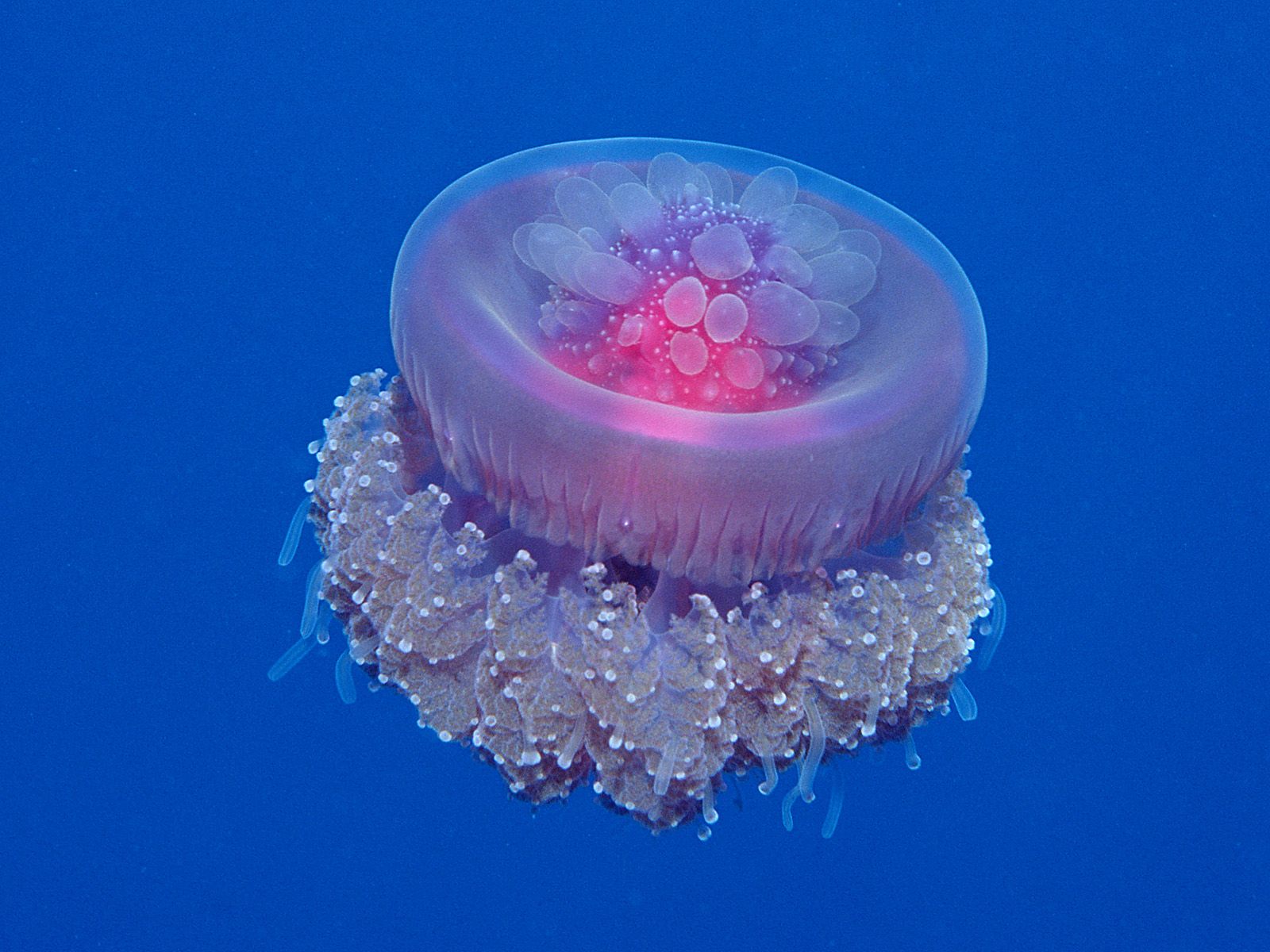 jellyfish, Underwater, Ocean, Sea, Bokeh, Jelly,  14 Wallpaper
