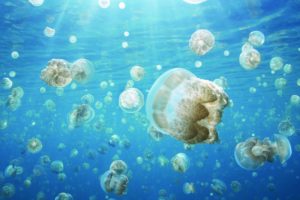jellyfish, Underwater, Ocean, Sea, Bokeh, Jelly,  15
