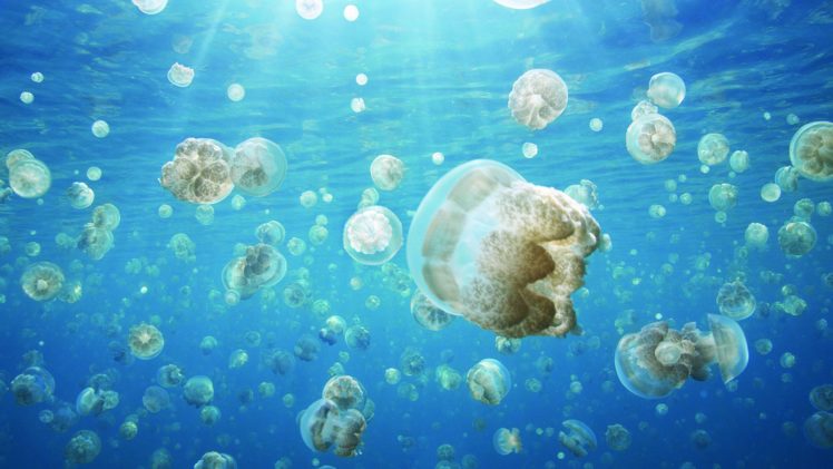 jellyfish, Underwater, Ocean, Sea, Bokeh, Jelly,  15 HD Wallpaper Desktop Background