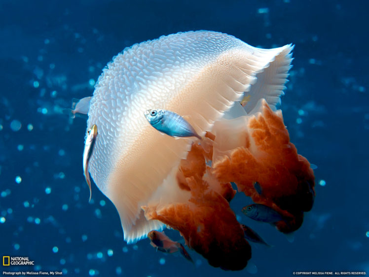 jellyfish, Underwater, Ocean, Sea, Bokeh, Jelly,  16 HD Wallpaper Desktop Background