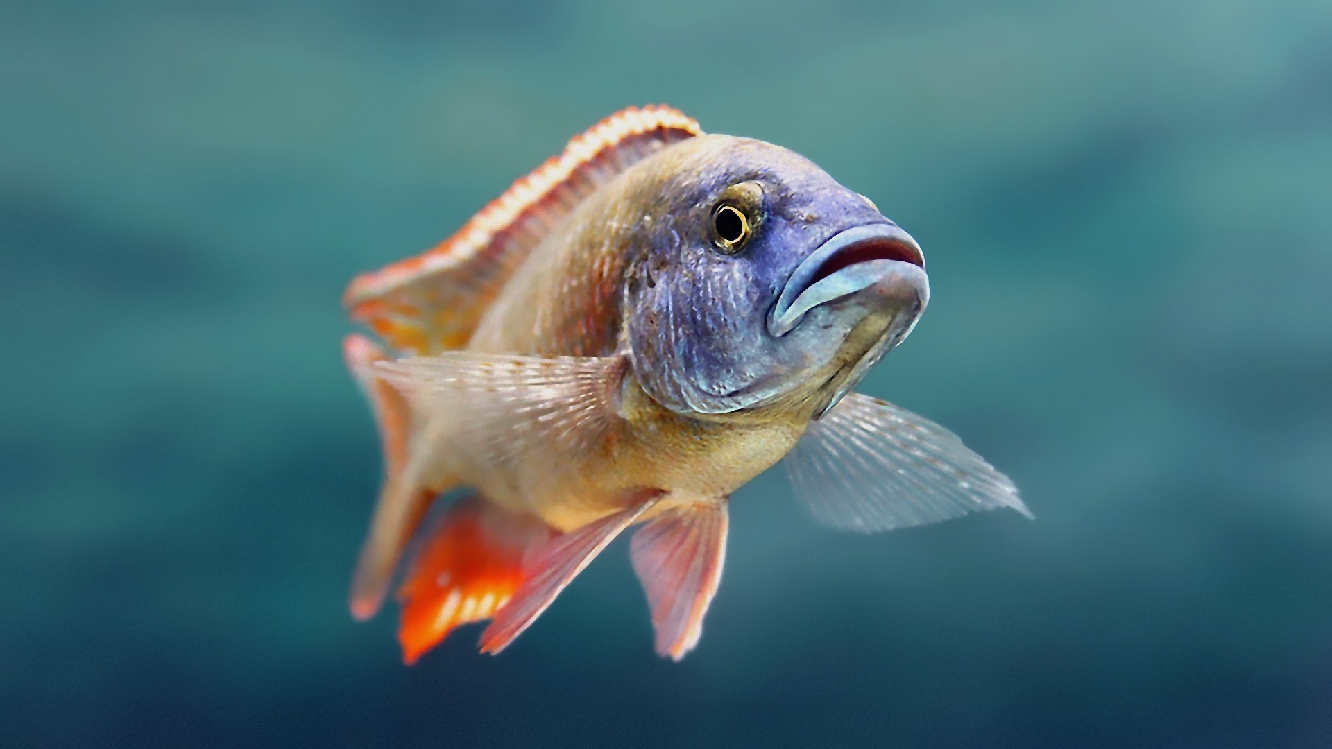 animals, Fishes, Underwater Wallpaper