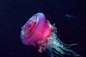 jellyfish, Underwater, Ocean, Sea, Bokeh, Jelly,  17