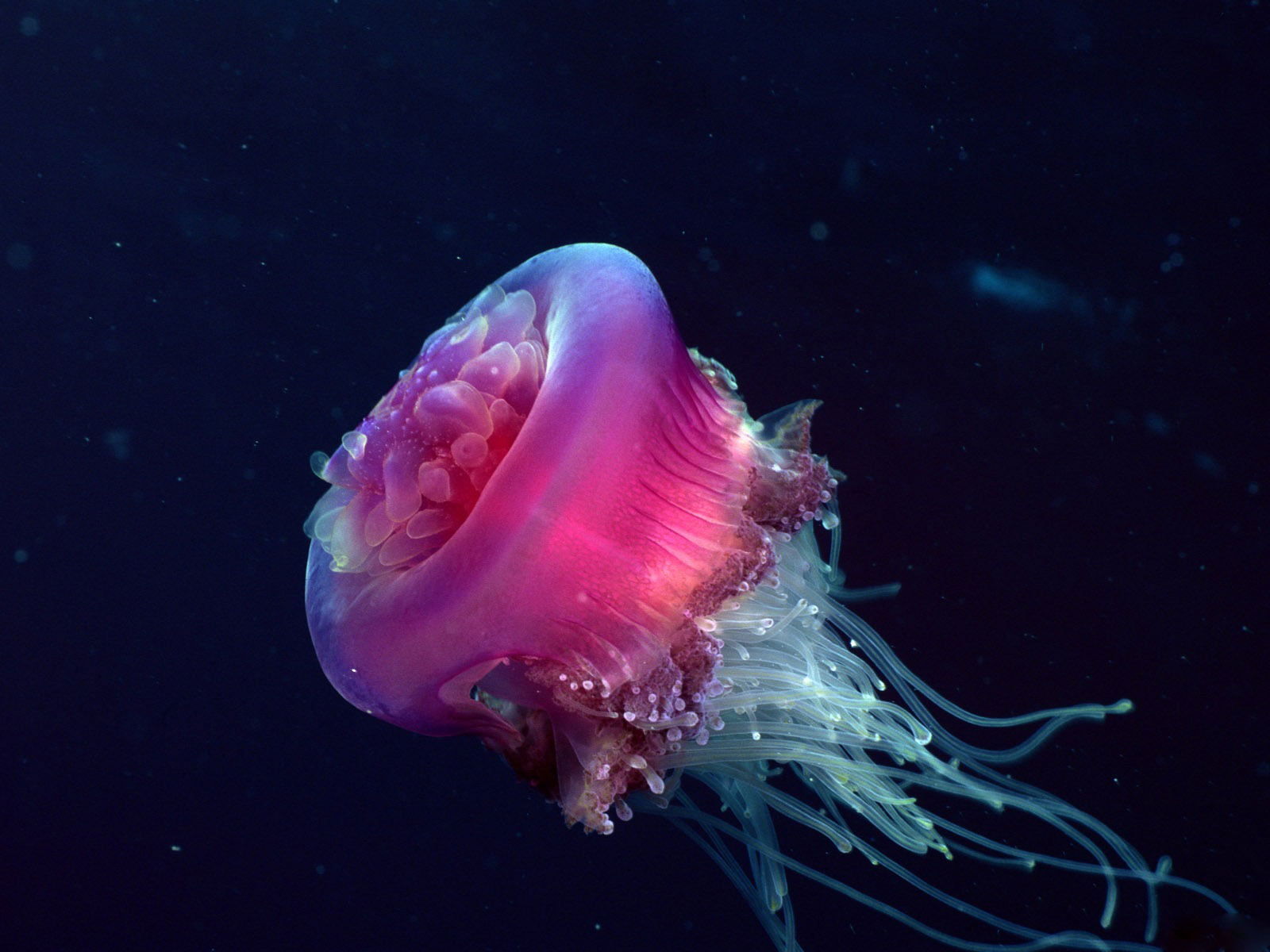 jellyfish, Underwater, Ocean, Sea, Bokeh, Jelly,  17 Wallpaper