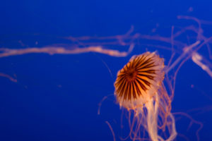 jellyfish, Underwater, Ocean, Sea, Bokeh, Jelly,  18