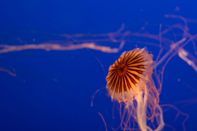 jellyfish, Underwater, Ocean, Sea, Bokeh, Jelly,  18 HD Wallpaper Desktop Background