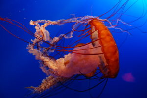 jellyfish, Underwater, Ocean, Sea, Bokeh, Jelly,  19