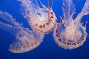 jellyfish, Underwater, Ocean, Sea, Bokeh, Jelly,  21