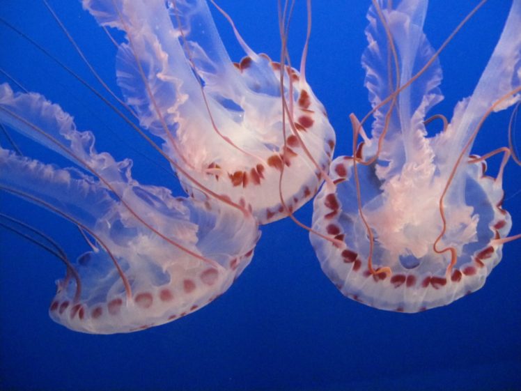 jellyfish, Underwater, Ocean, Sea, Bokeh, Jelly,  21 HD Wallpaper Desktop Background