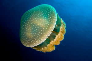 jellyfish, Underwater, Ocean, Sea, Bokeh, Jelly,  20