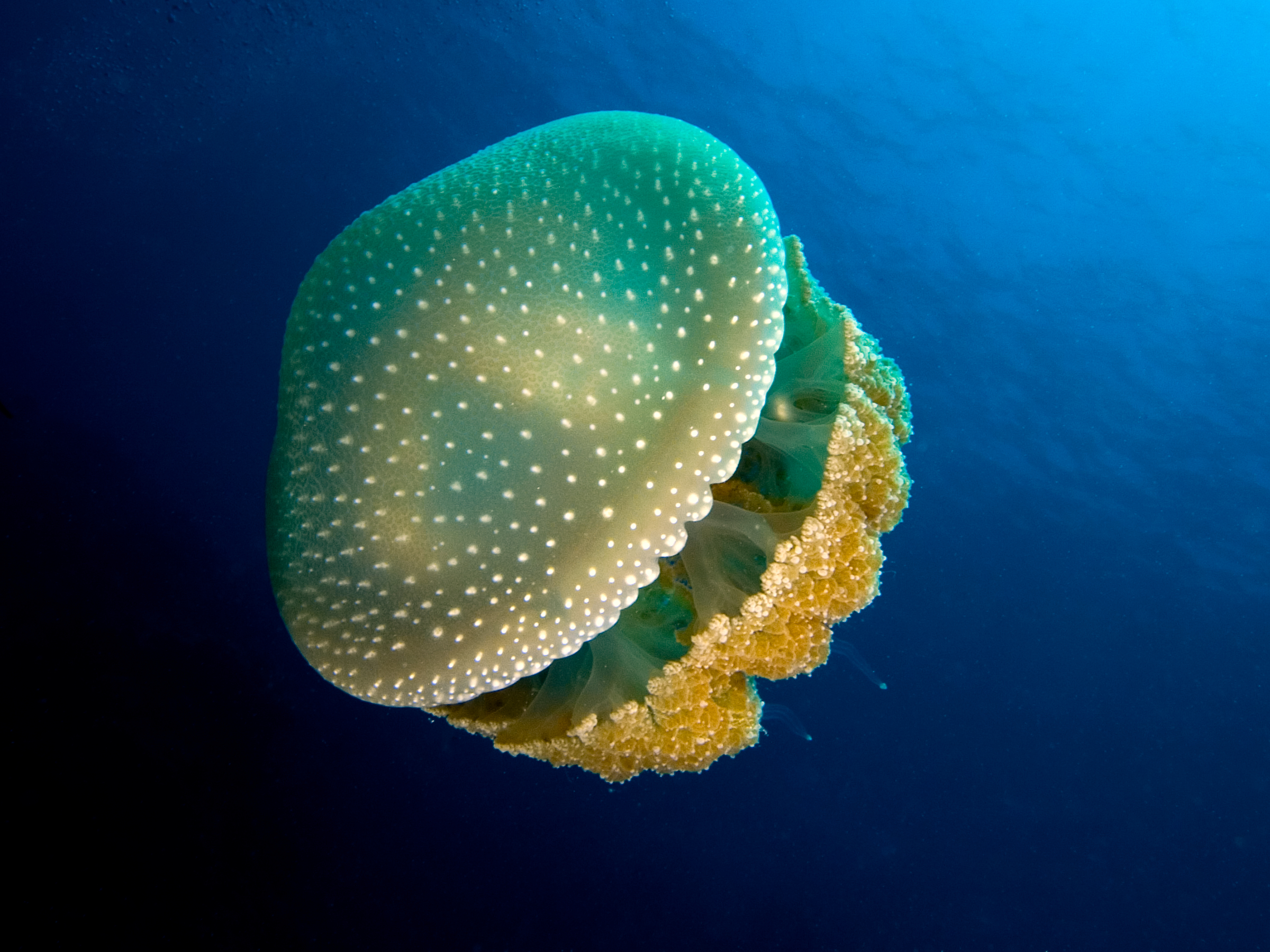 jellyfish, Underwater, Ocean, Sea, Bokeh, Jelly,  20 Wallpaper