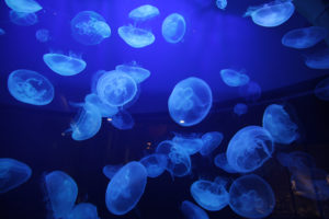 jellyfish, Underwater, Ocean, Sea, Bokeh, Jelly,  22