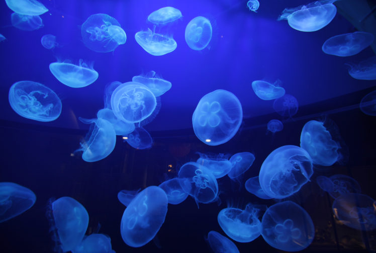 jellyfish, Underwater, Ocean, Sea, Bokeh, Jelly,  22 HD Wallpaper Desktop Background