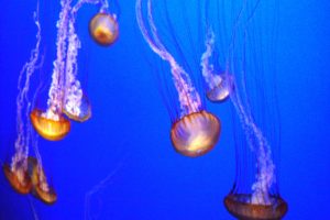 jellyfish, Underwater, Ocean, Sea, Bokeh, Jelly,  23 , Jpg