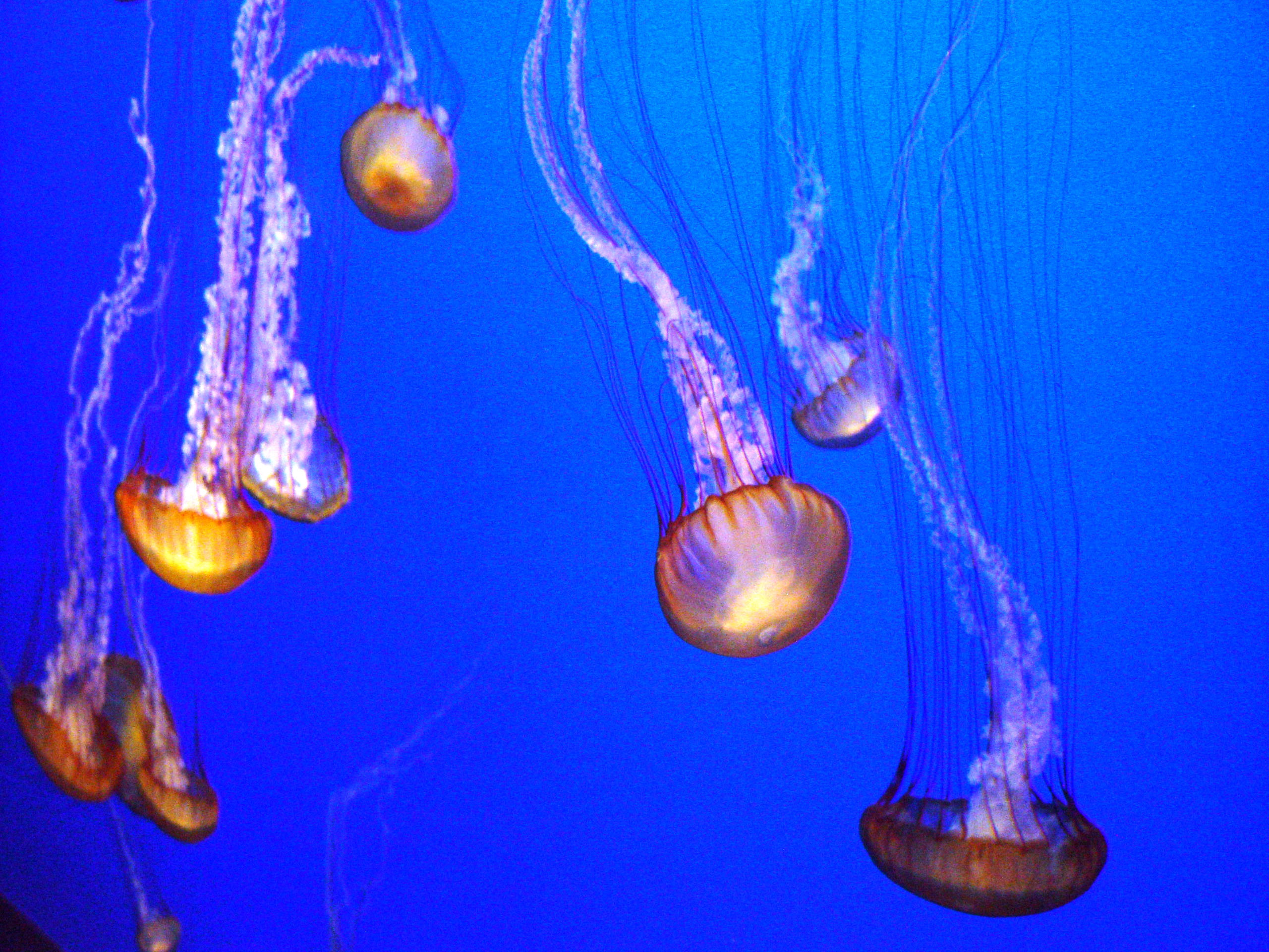jellyfish, Underwater, Ocean, Sea, Bokeh, Jelly,  23 , Jpg Wallpaper
