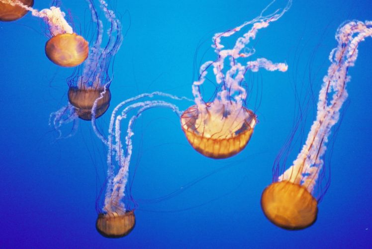 jellyfish, Underwater, Ocean, Sea, Bokeh, Jelly,  26 HD Wallpaper Desktop Background
