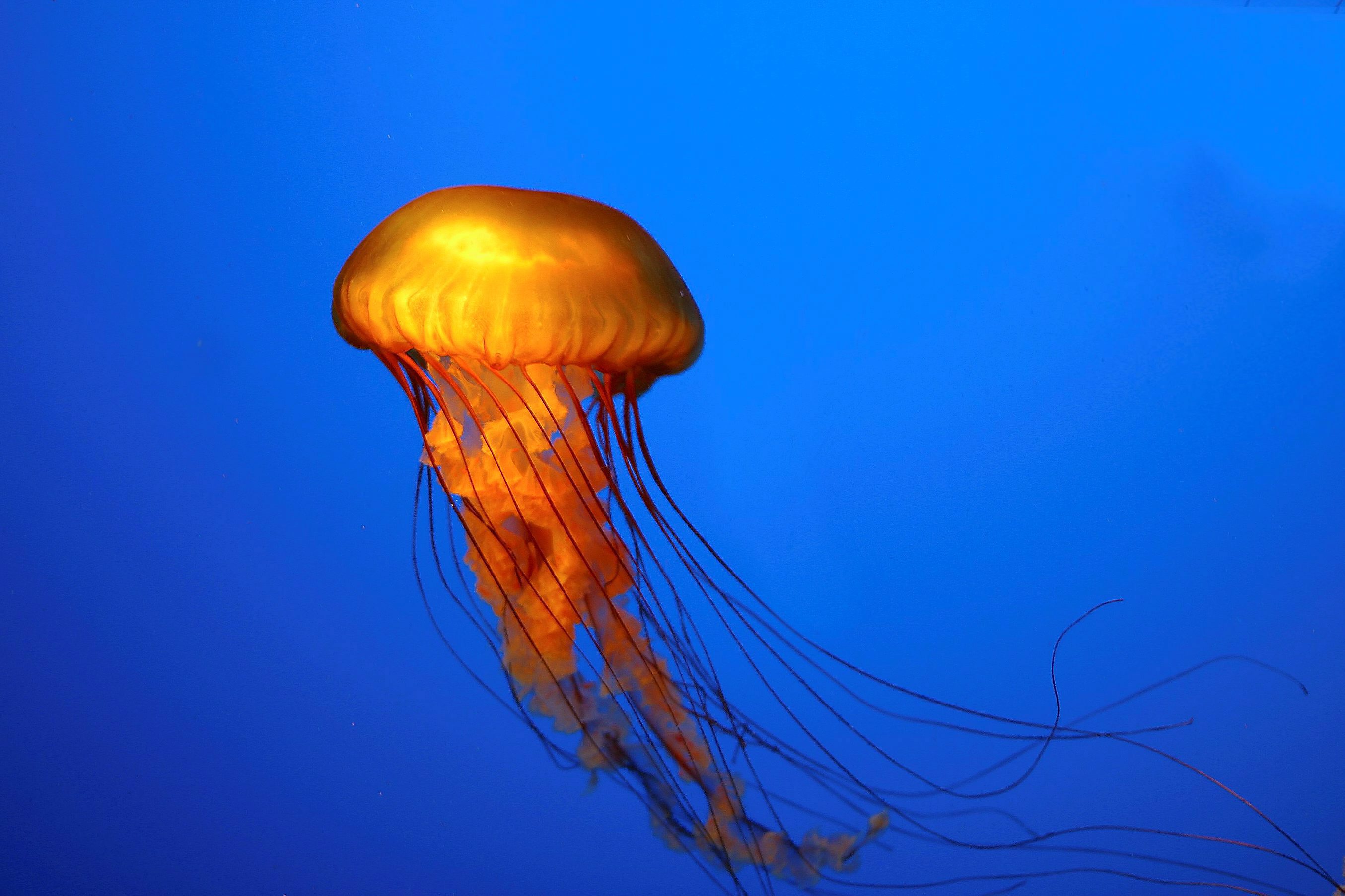 jellyfish, Underwater, Ocean, Sea, Bokeh, Jelly,  27 Wallpaper