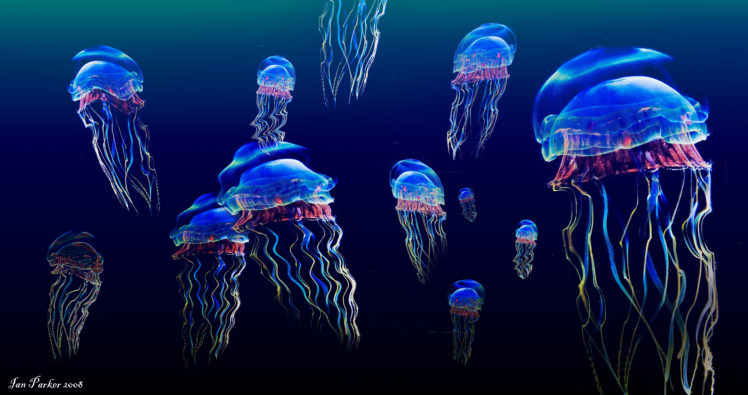 jellyfish, Underwater, Ocean, Sea, Bokeh, Jelly,  28 HD Wallpaper Desktop Background