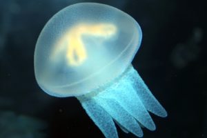 jellyfish, Underwater, Ocean, Sea, Bokeh, Jelly,  31