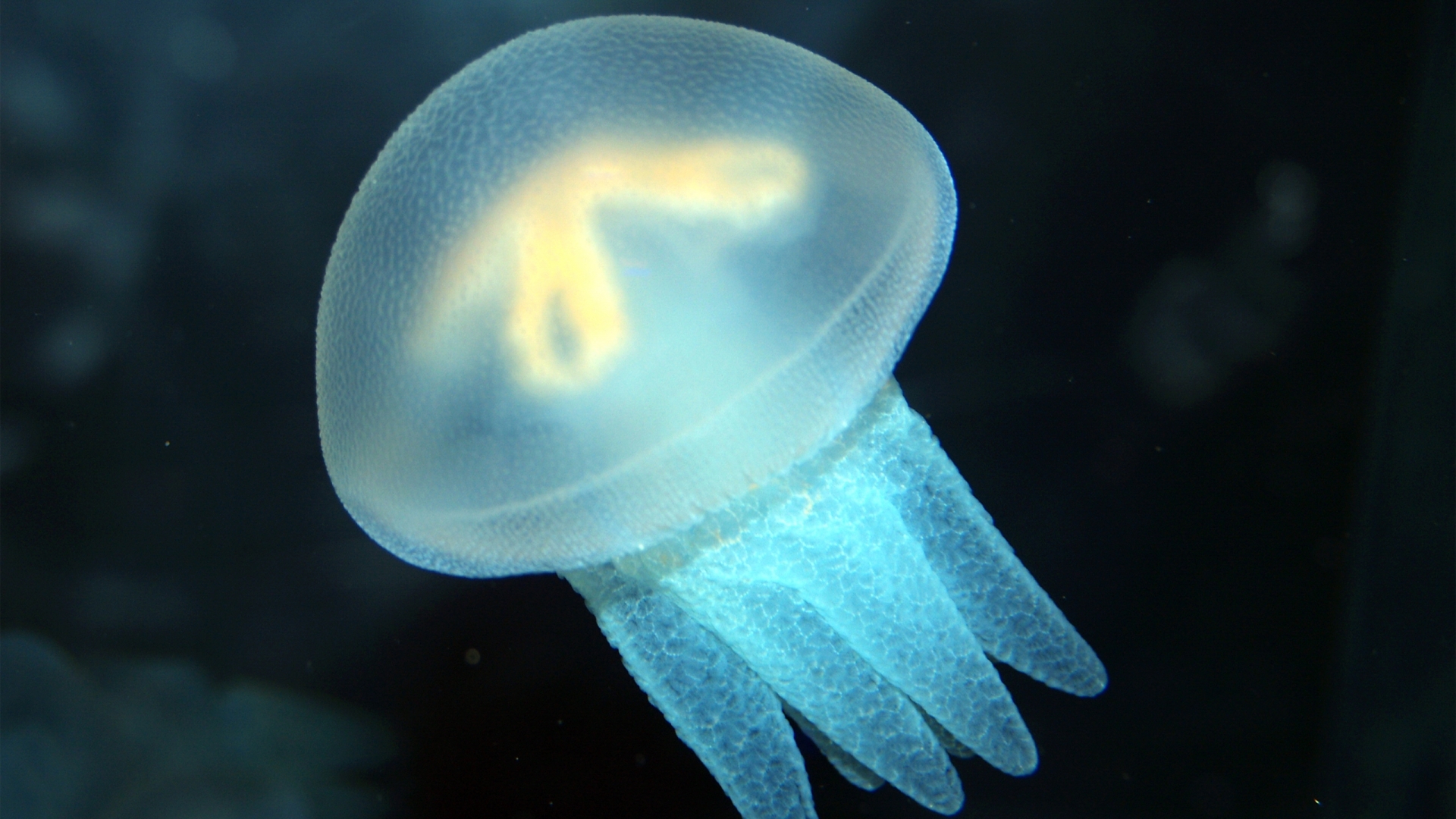 jellyfish, Underwater, Ocean, Sea, Bokeh, Jelly,  31 Wallpaper
