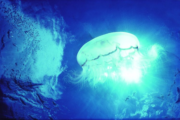 jellyfish, Underwater, Ocean, Sea, Bokeh, Jelly,  33 HD Wallpaper Desktop Background