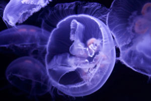 jellyfish, Underwater, Ocean, Sea, Bokeh, Jelly,  34