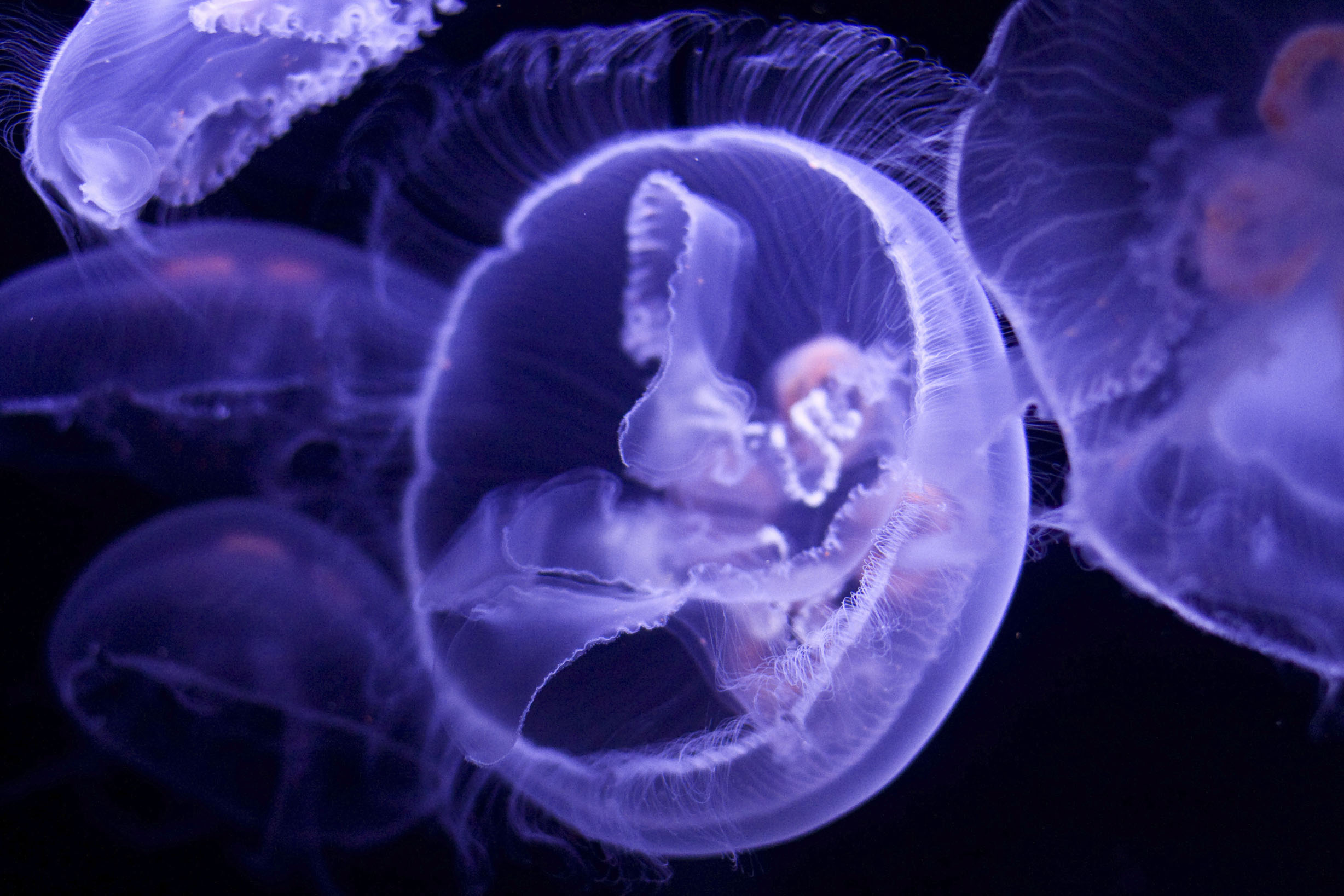 jellyfish, Underwater, Ocean, Sea, Bokeh, Jelly,  34 Wallpaper