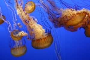 jellyfish, Underwater, Ocean, Sea, Bokeh, Jelly,  35
