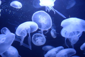 jellyfish, Underwater, Ocean, Sea, Bokeh, Jelly,  36