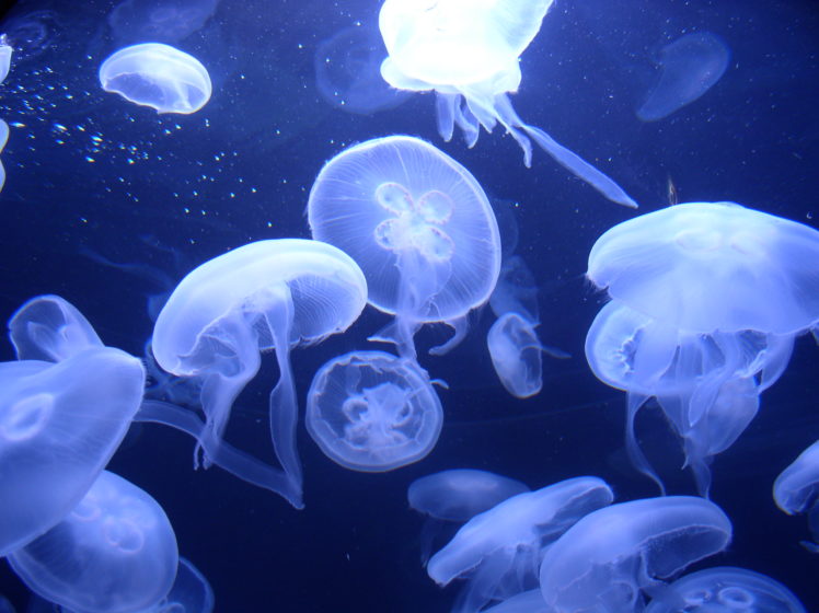 jellyfish, Underwater, Ocean, Sea, Bokeh, Jelly,  36 HD Wallpaper Desktop Background