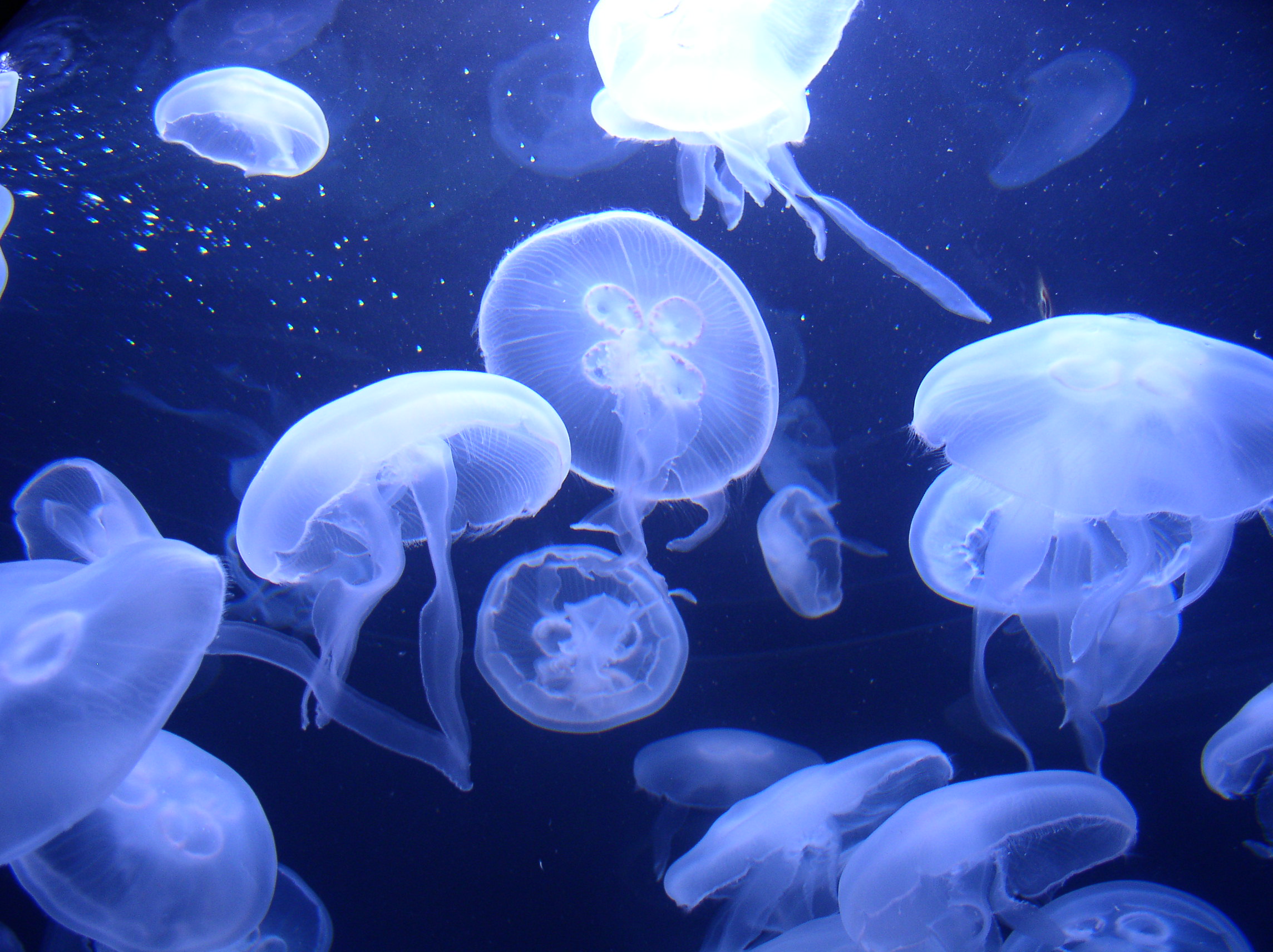 jellyfish, Underwater, Ocean, Sea, Bokeh, Jelly,  36 Wallpaper