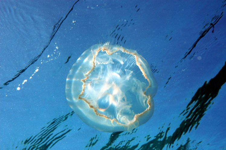 jellyfish, Underwater, Ocean, Sea, Bokeh, Jelly,  37 HD Wallpaper Desktop Background