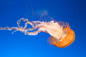 jellyfish, Underwater, Ocean, Sea, Bokeh, Jelly,  38
