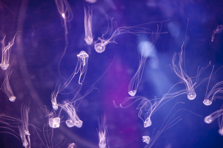 jellyfish, Underwater, Ocean, Sea, Bokeh, Jelly,  39 HD Wallpaper Desktop Background