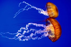 jellyfish, Underwater, Ocean, Sea, Bokeh, Jelly,  40