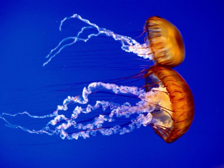 jellyfish, Underwater, Ocean, Sea, Bokeh, Jelly,  40 HD Wallpaper Desktop Background