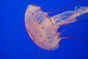 jellyfish, Underwater, Ocean, Sea, Bokeh, Jelly,  41