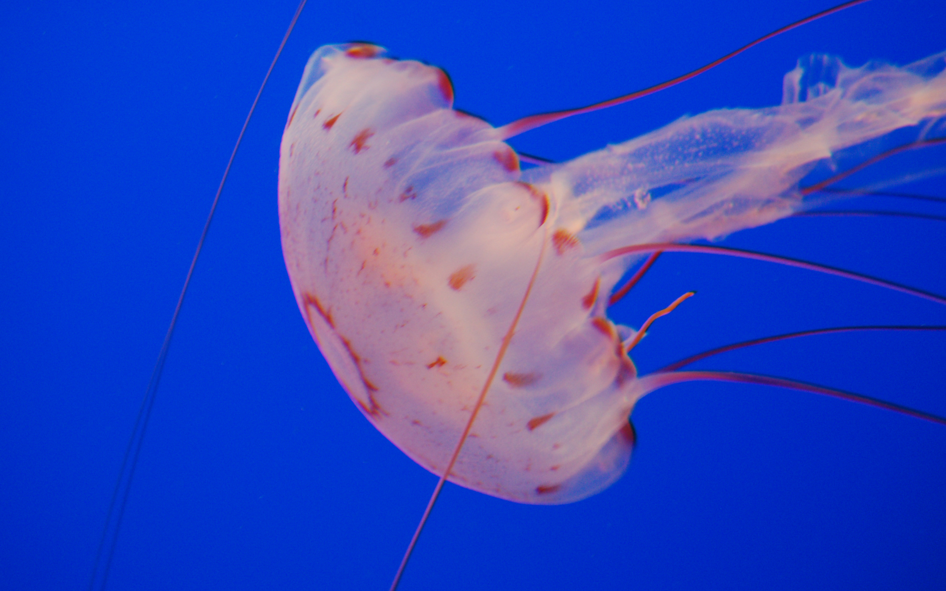 jellyfish, Underwater, Ocean, Sea, Bokeh, Jelly,  41 Wallpaper