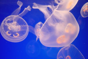 jellyfish, Underwater, Ocean, Sea, Bokeh, Jelly,  42
