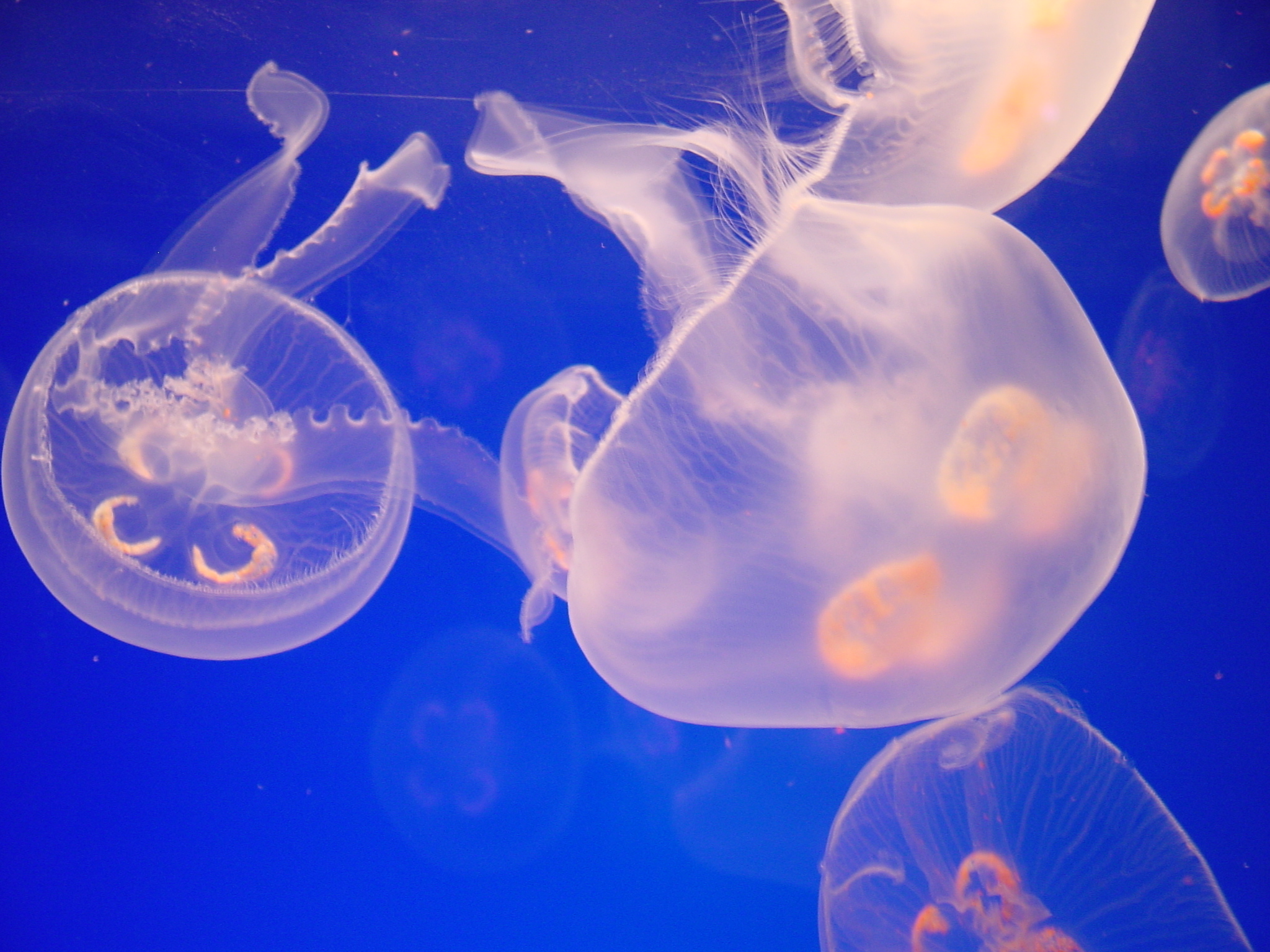 jellyfish, Underwater, Ocean, Sea, Bokeh, Jelly,  42 Wallpaper