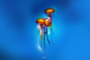 jellyfish, Underwater, Ocean, Sea, Bokeh, Jelly,  43