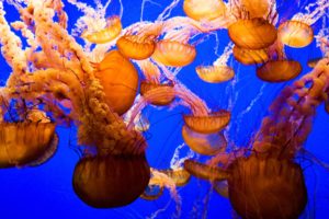 jellyfish, Underwater, Ocean, Sea, Bokeh, Jelly,  44