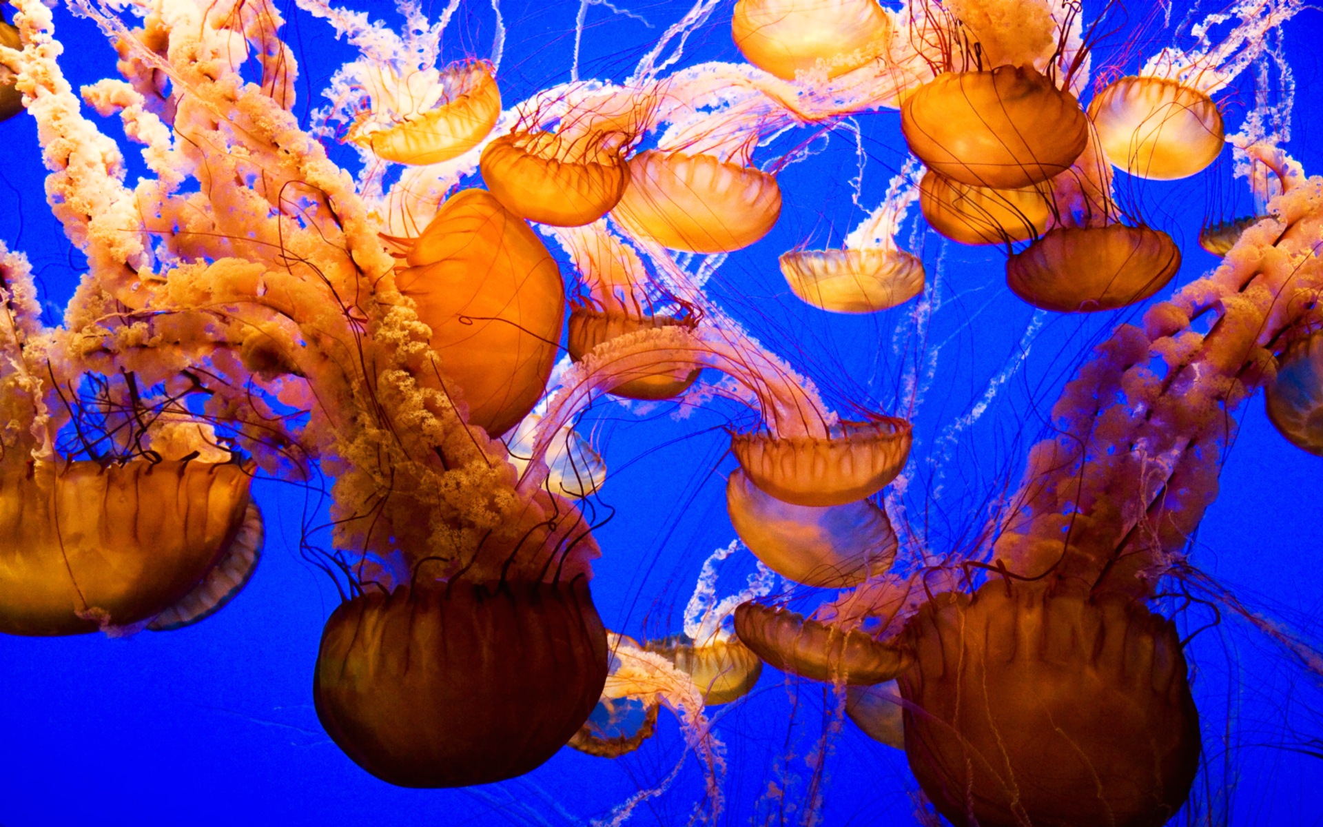 jellyfish, Underwater, Ocean, Sea, Bokeh, Jelly,  44 Wallpaper