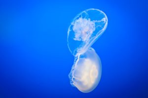jellyfish, Underwater, Ocean, Sea, Bokeh, Jelly,  45