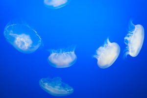 jellyfish, Underwater, Ocean, Sea, Bokeh, Jelly,  46